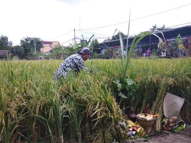 Lahan pertanian yang ada di gampong