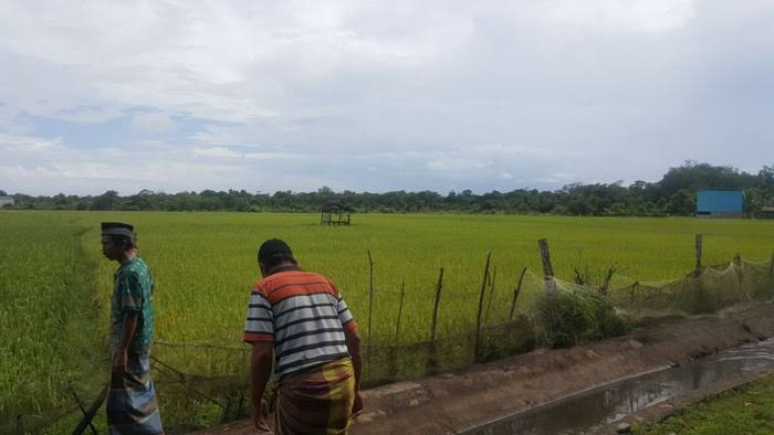 Lahan pertanian yang ada di gampong