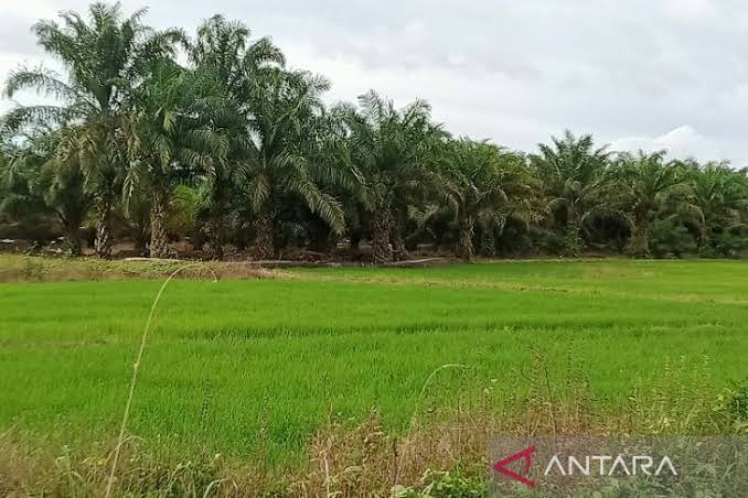 Lahan pertanian yang ada di gampong